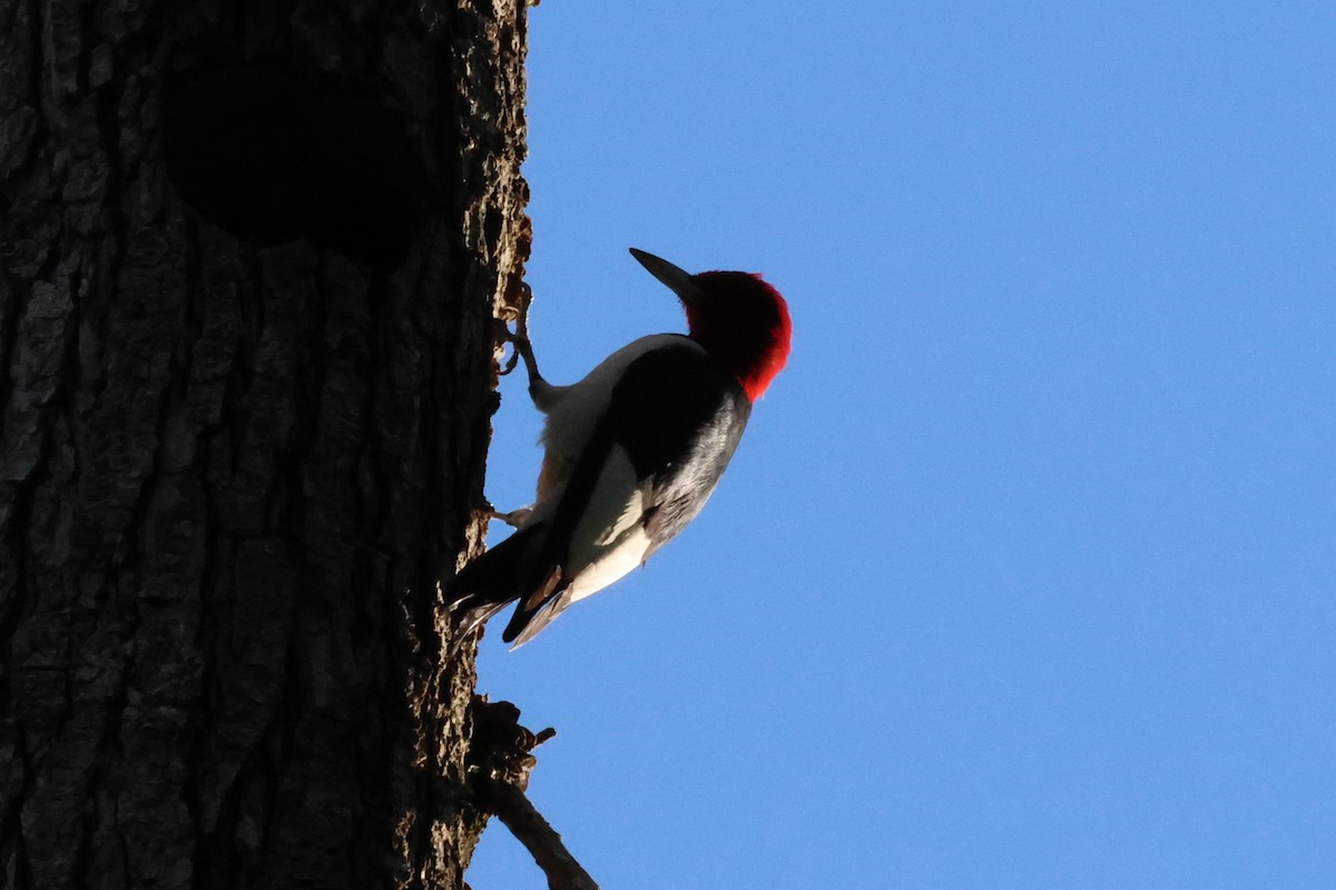 Red-headed Woodpecker - ML608861785