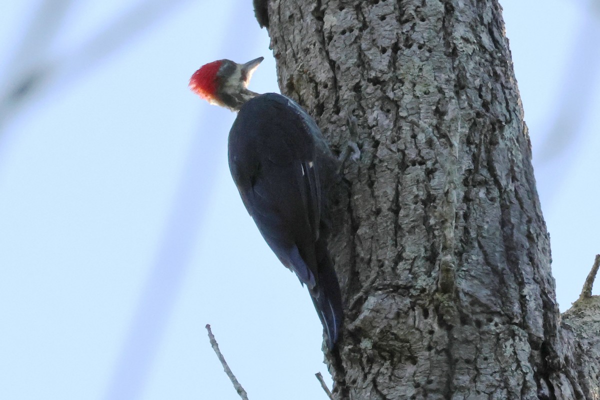 Pileated Woodpecker - ML608861797