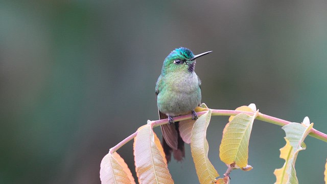 Long-tailed Sylph - ML608861869