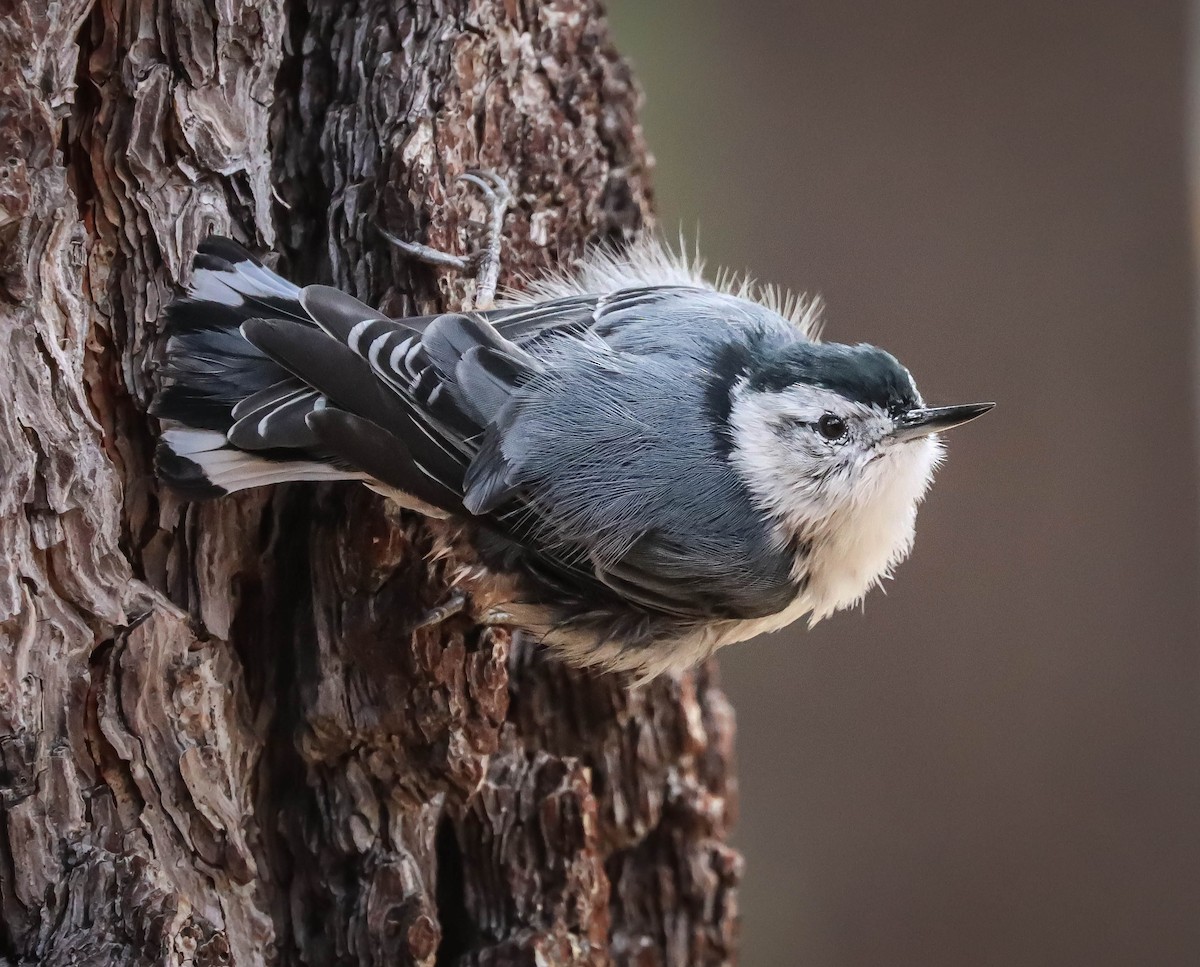 White-breasted Nuthatch - ML608862224
