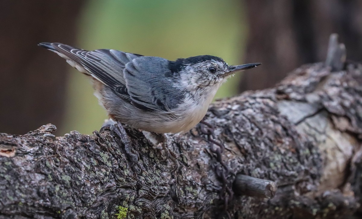 White-breasted Nuthatch - Kathleen Waldron
