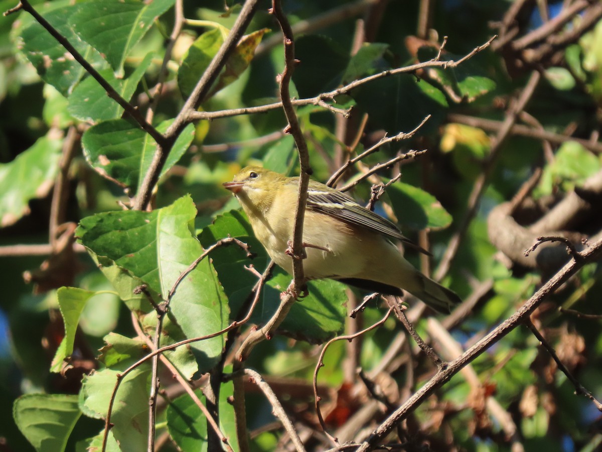 Bay-breasted Warbler - ML608862259
