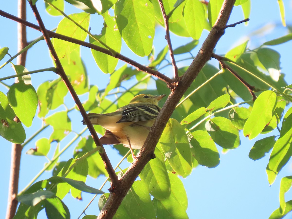 Bay-breasted Warbler - ML608862294