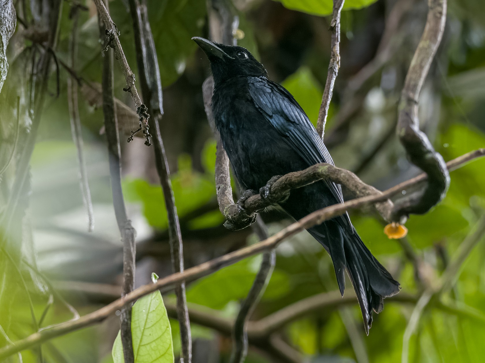 Palawan Drongo - Forest Botial-Jarvis