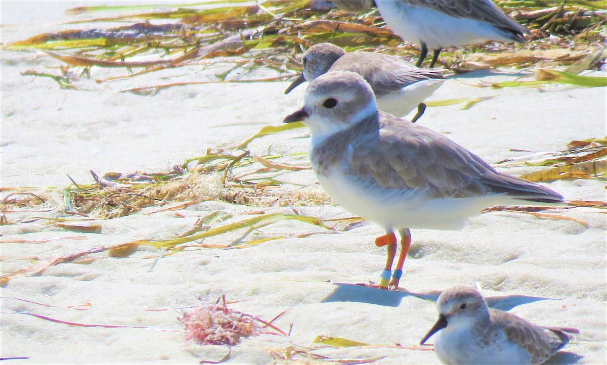 Piping Plover - ML608862686