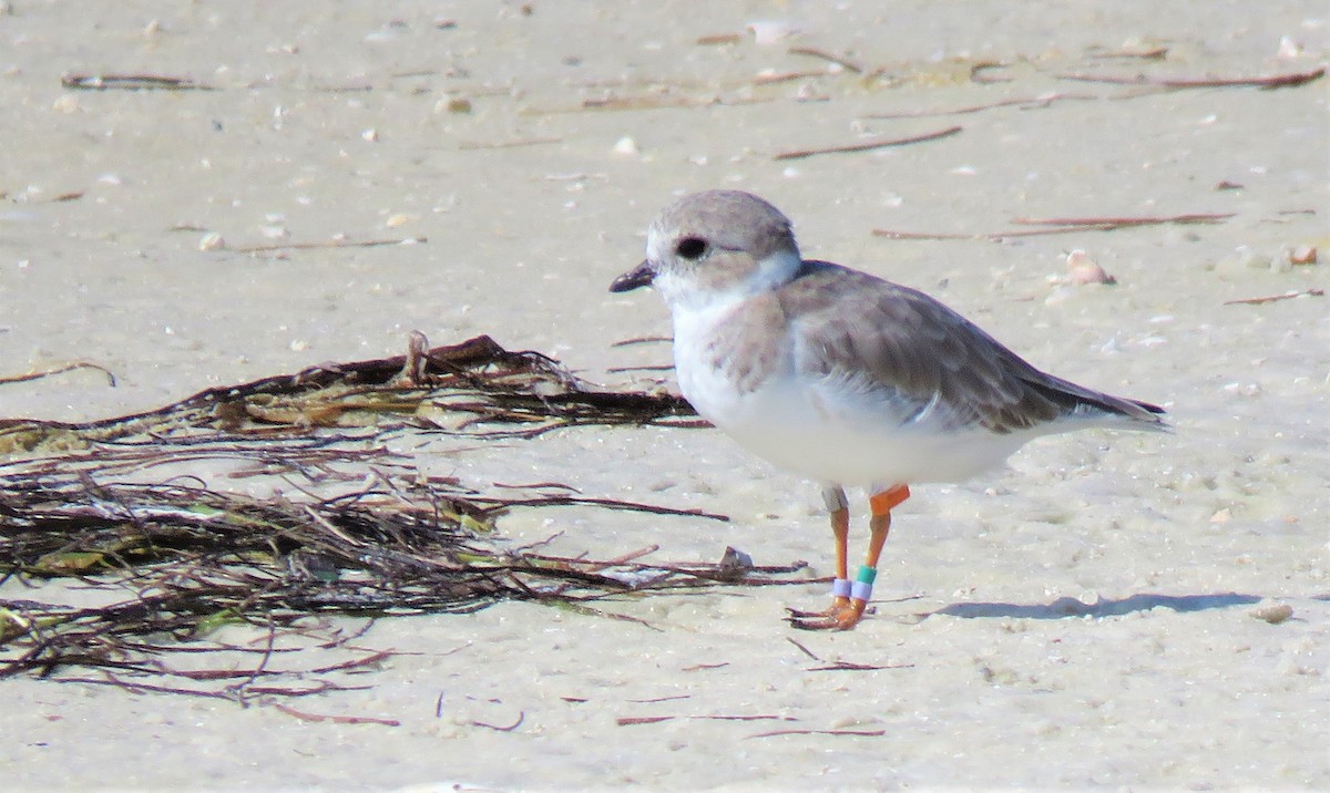 Piping Plover - ML608862700