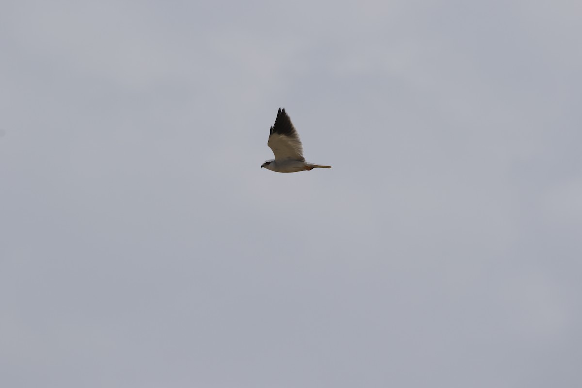 Black-winged Kite - ML608862708