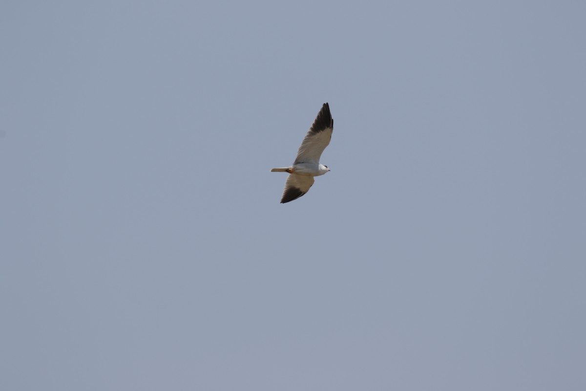 Black-winged Kite - ML608862710
