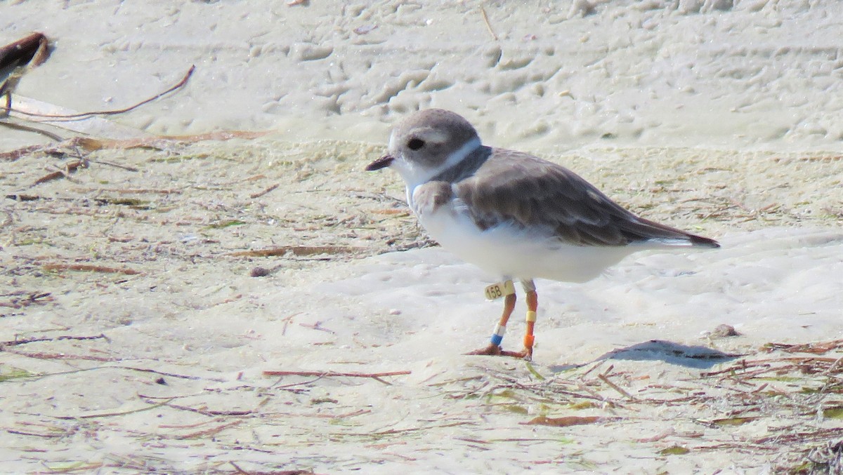 Piping Plover - ML608862711