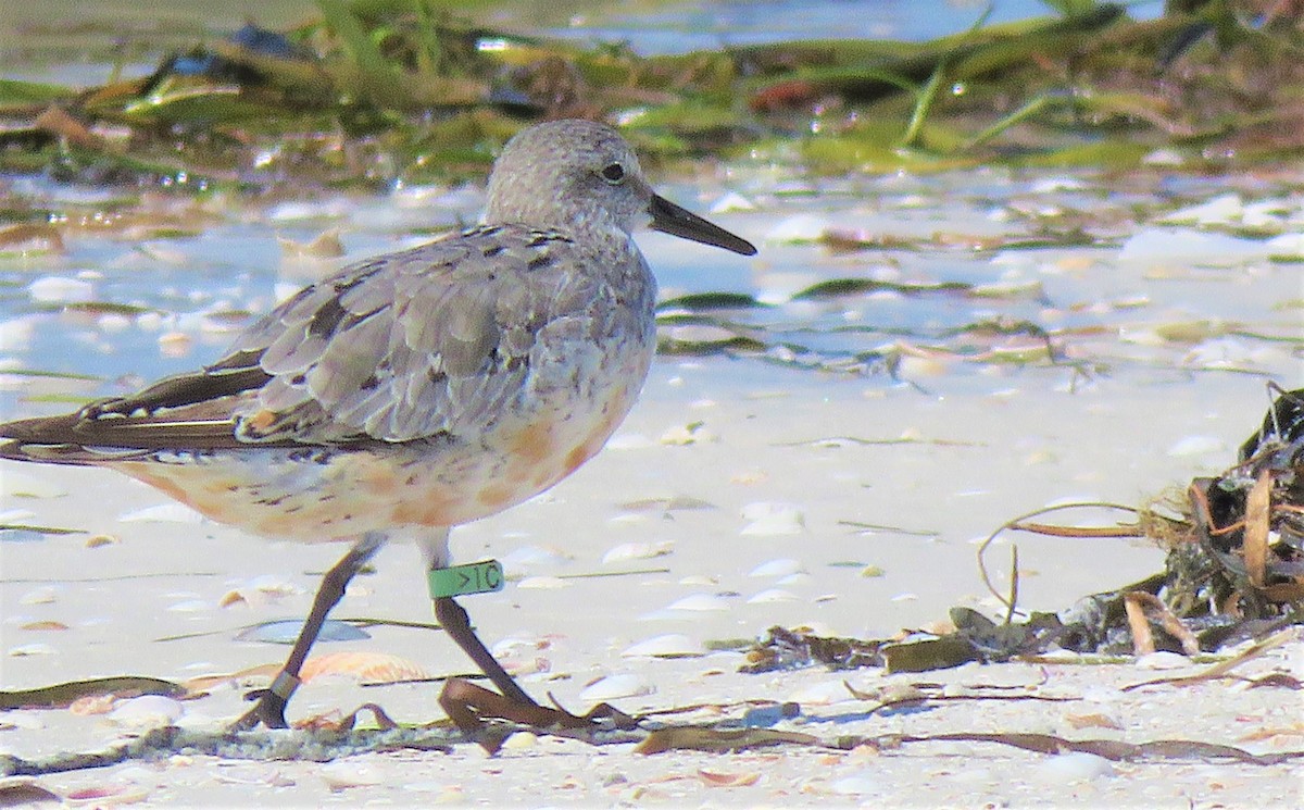 Red Knot - ML608862737