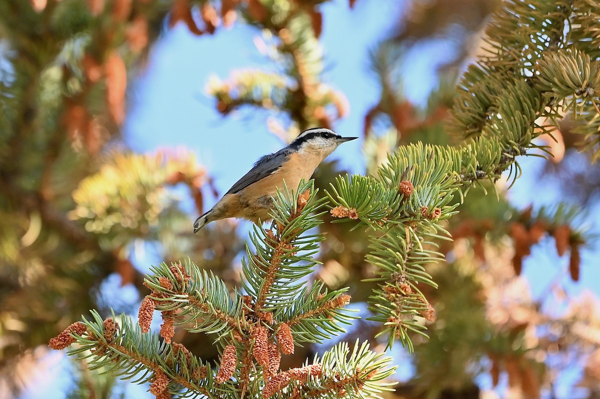 Red-breasted Nuthatch - ML608862767
