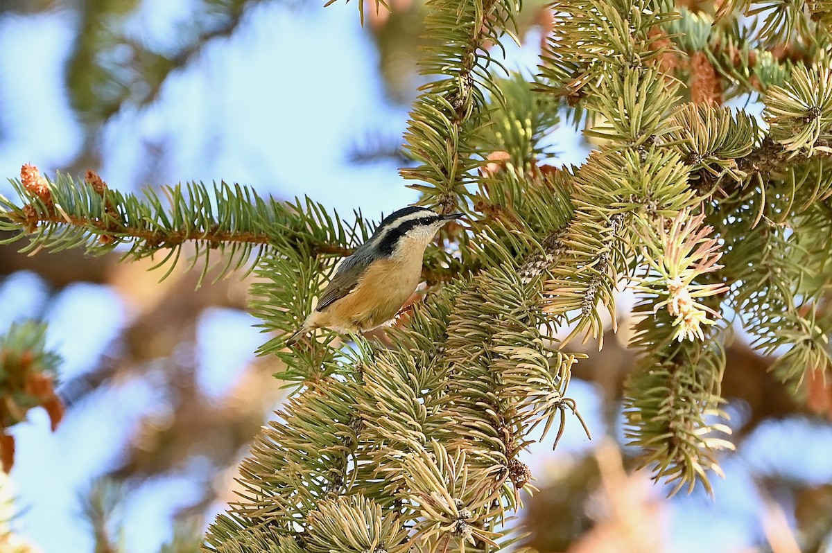 Red-breasted Nuthatch - ML608862768