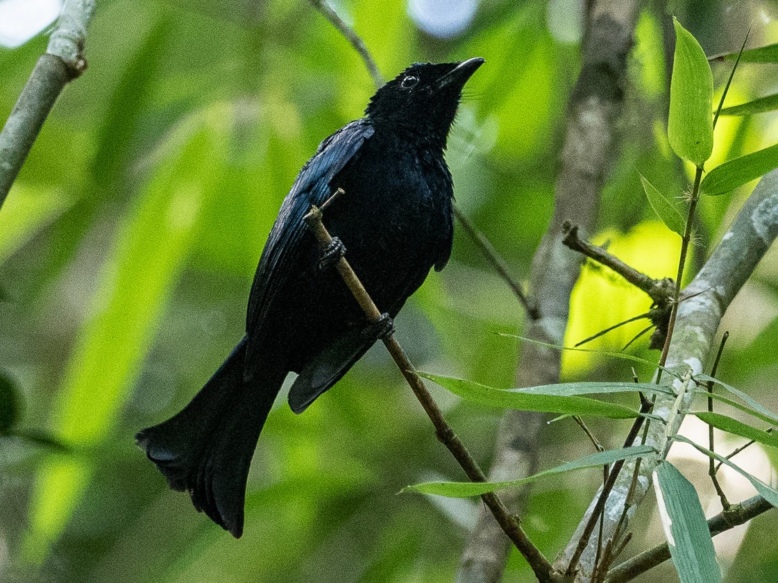 Short-tailed Drongo - Forest Botial-Jarvis