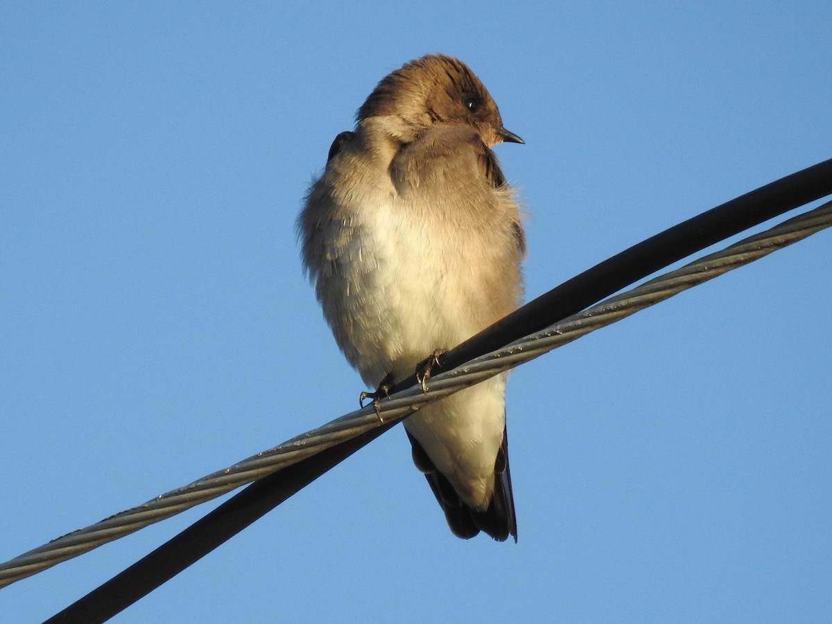 Northern Rough-winged Swallow - ML608862822