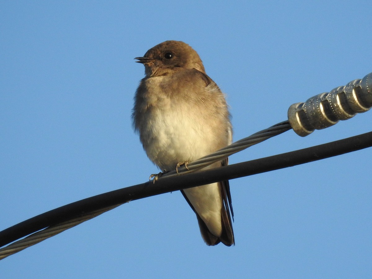 Northern Rough-winged Swallow - ML608862823