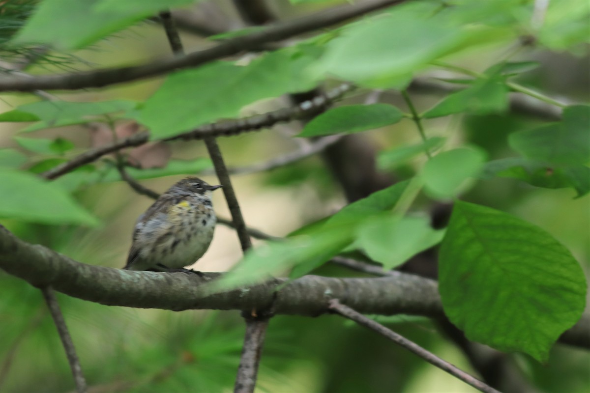 Yellow-rumped Warbler (Myrtle) - ML608862933