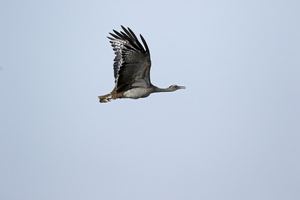 Arabian Bustard - ML608863242