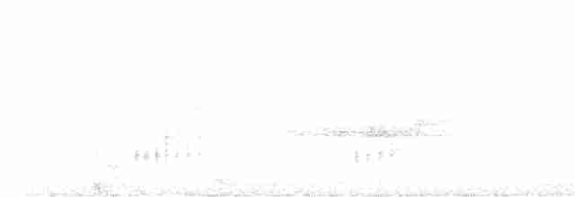 Troglodyte à poitrine grise (leucophrys/boliviana) - ML608863301