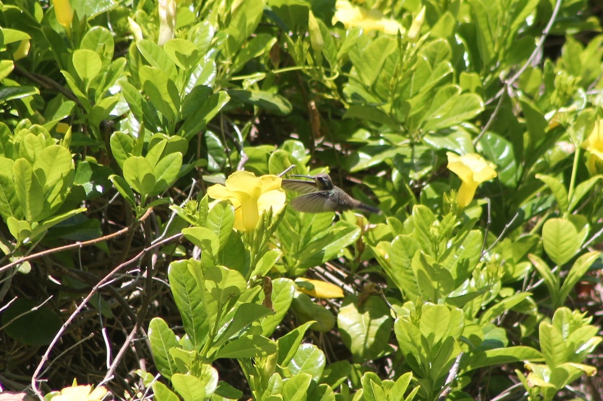 Broad-billed Hummingbird - ML608863615