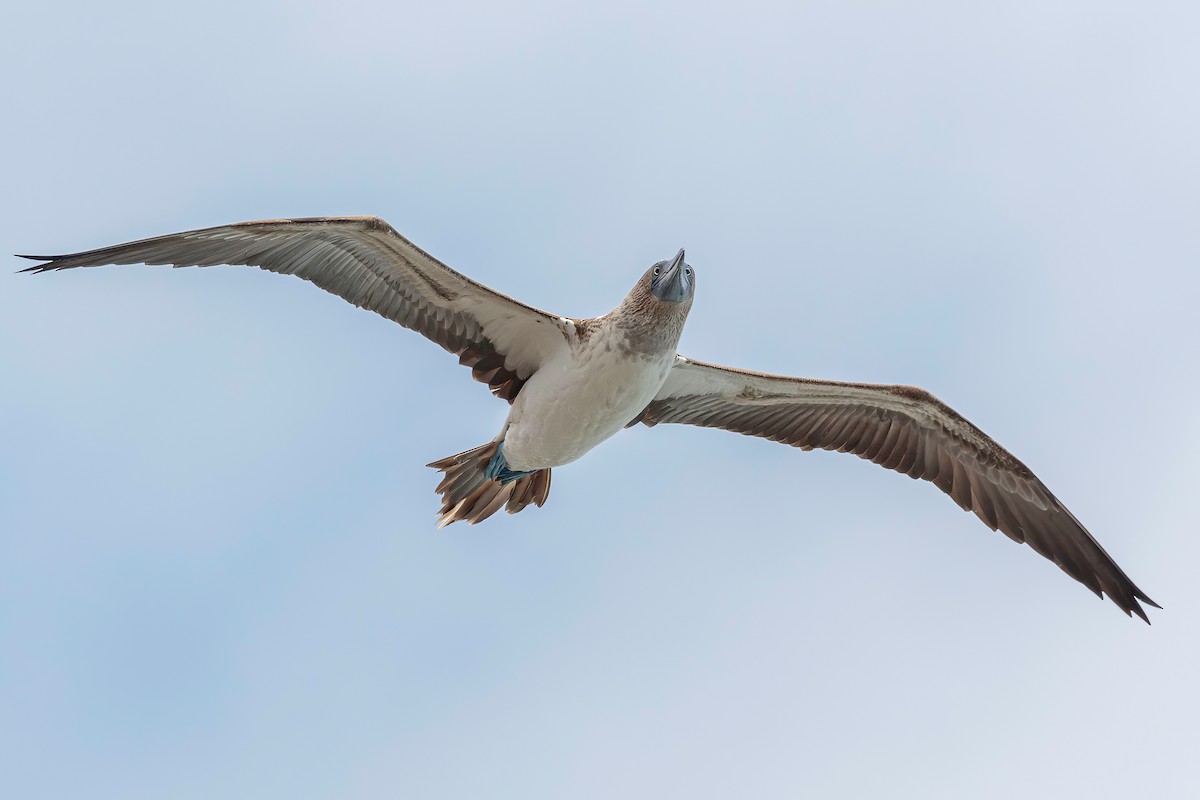 Blue-footed Booby - ML608863656