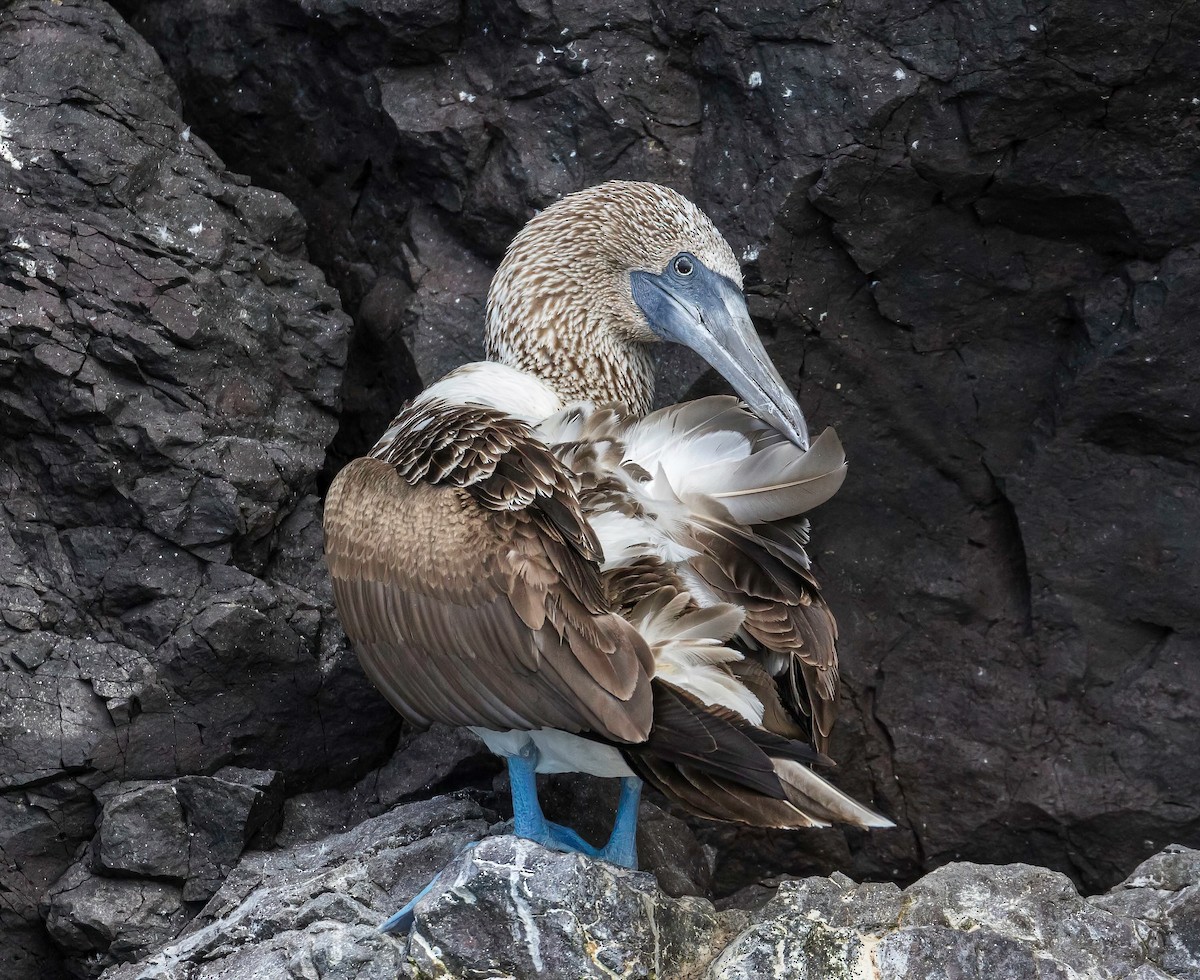 Blue-footed Booby - ML608863657