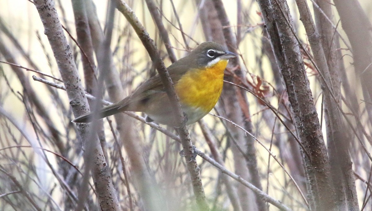 Yellow-breasted Chat - ML608863967