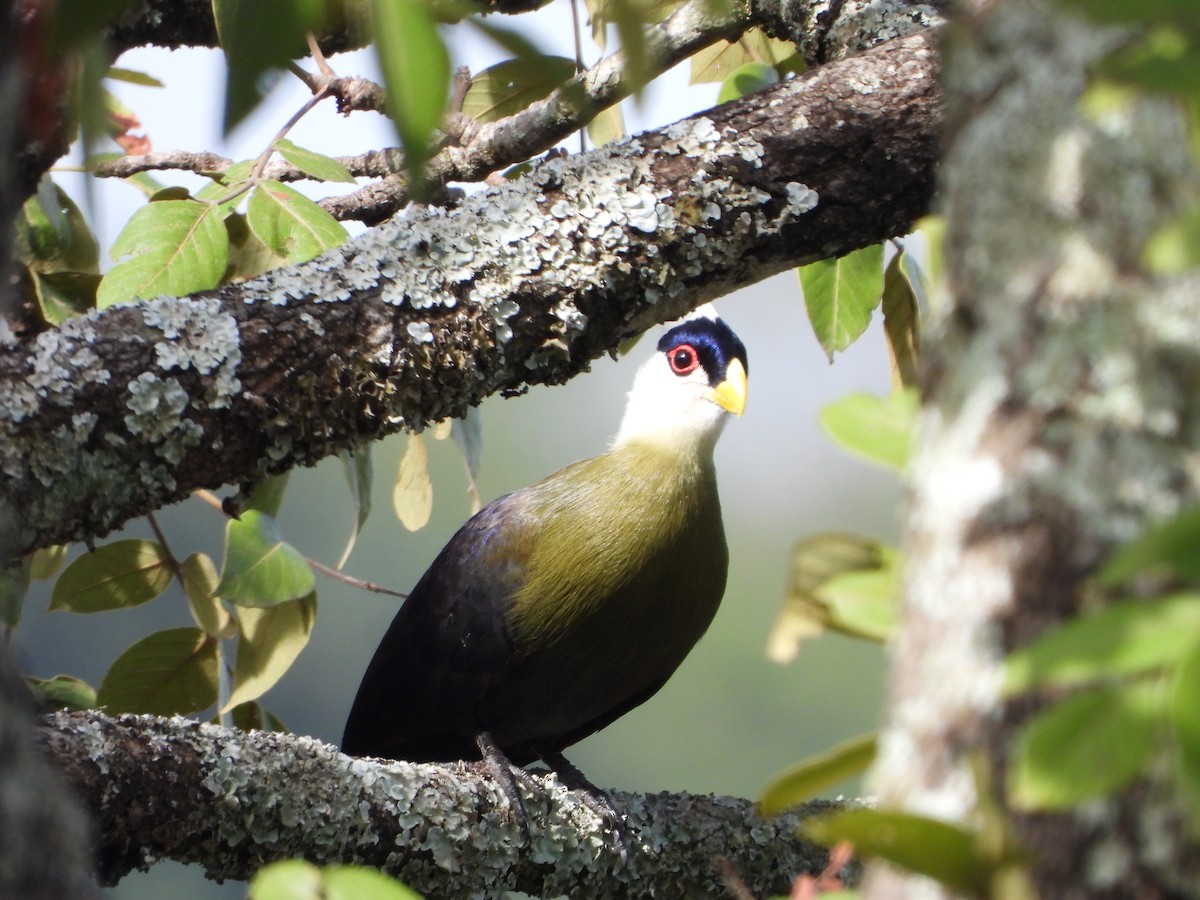 White-crested Turaco - ML608863971