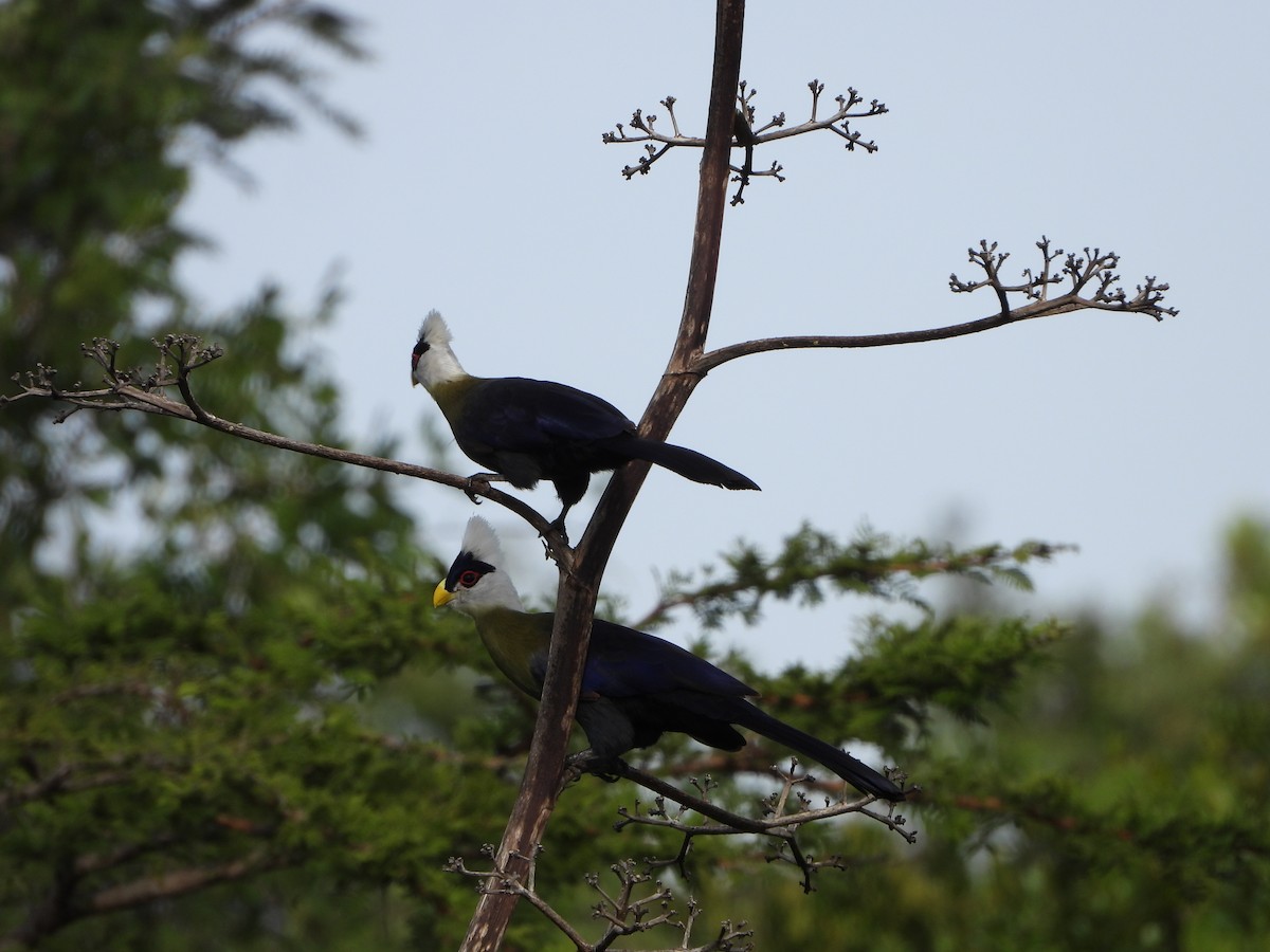 White-crested Turaco - ML608863972