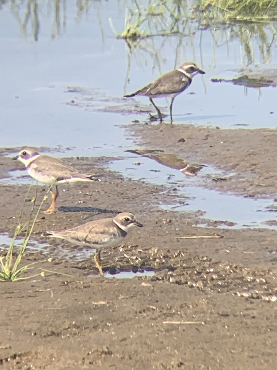 Semipalmated Plover - ML608863978
