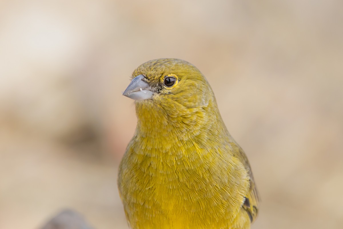 Greenish Yellow-Finch - ML608864489