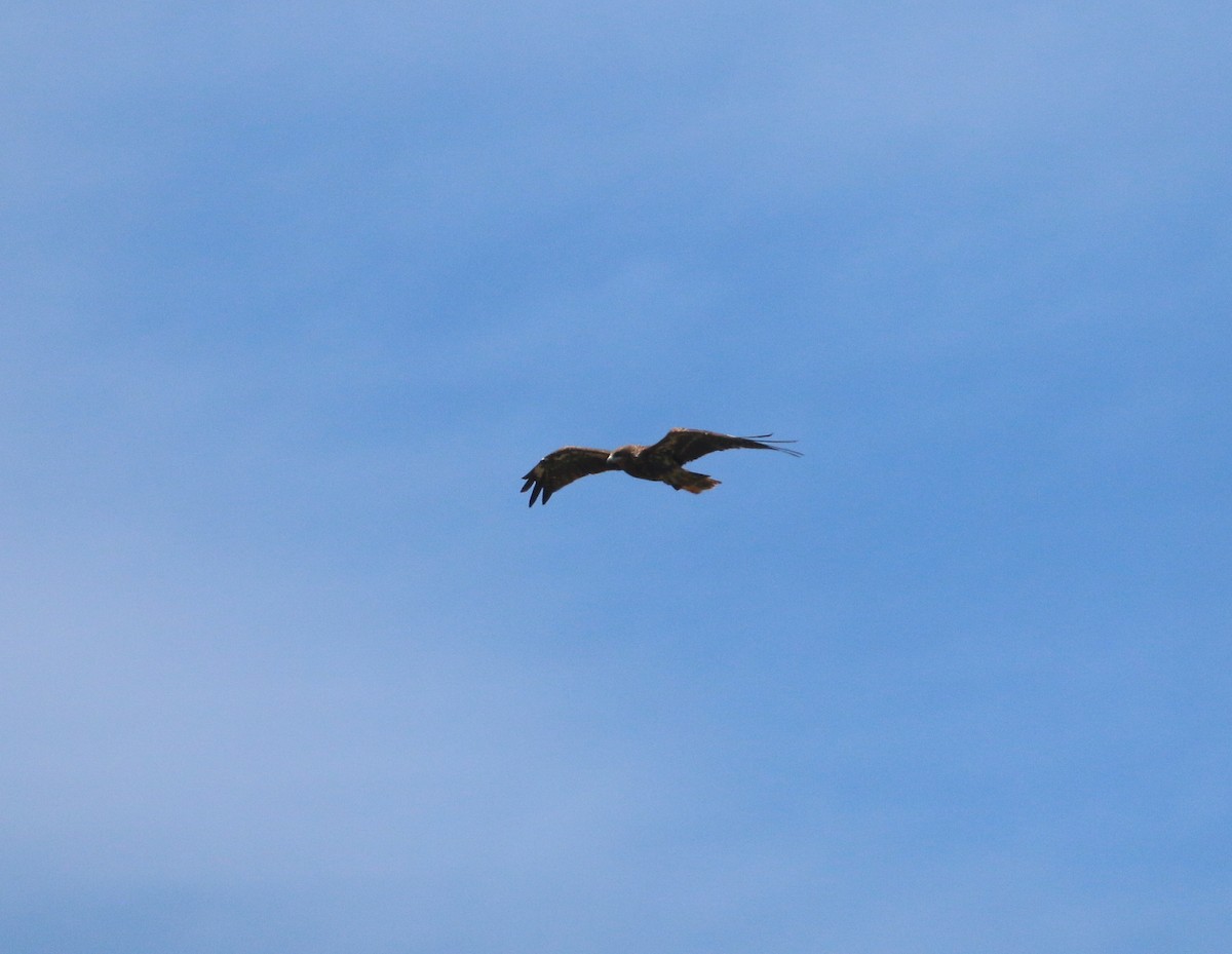 Black Kite (Black-eared) - ML608864971