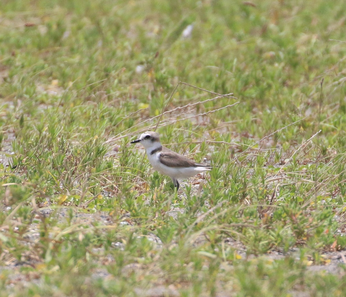 kulík mořský (ssp. alexandrinus/nihonensis) - ML608865073