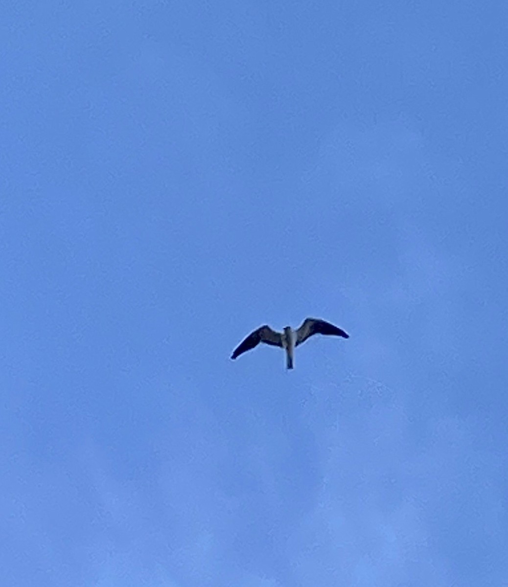 White-tailed Kite - ML608865078