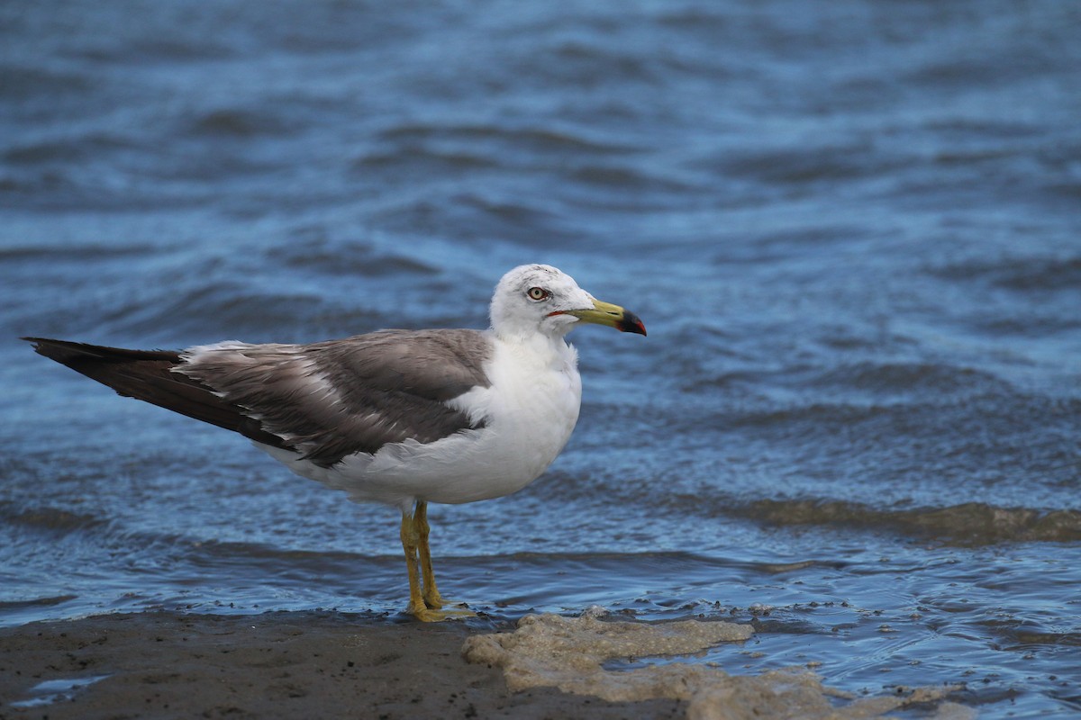 Black-tailed Gull - ML608865193