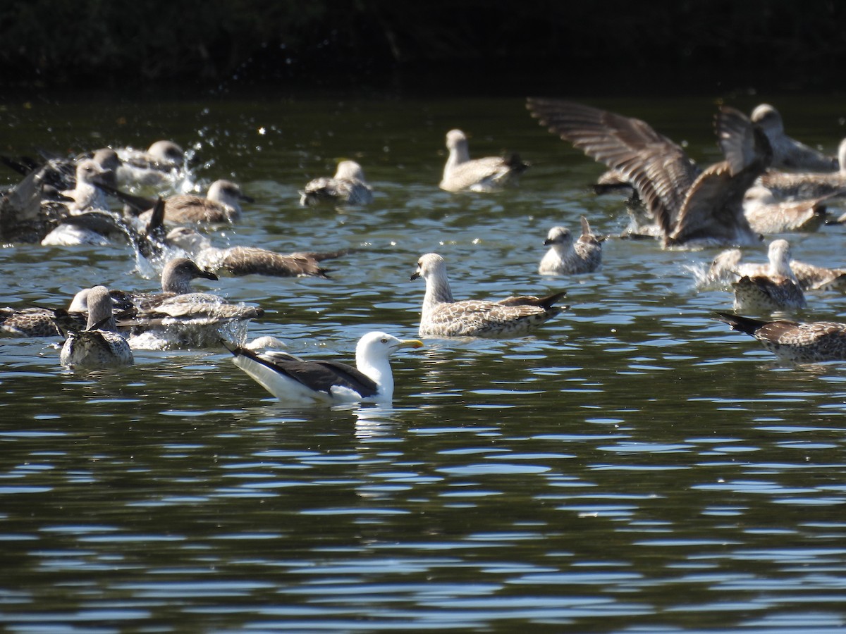 Great Black-backed Gull - ML608865211