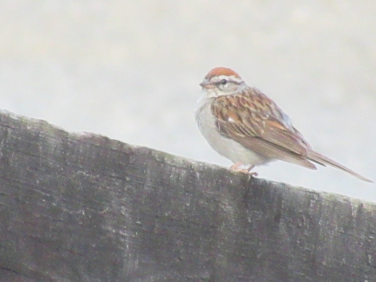 Chipping Sparrow - ML608865275