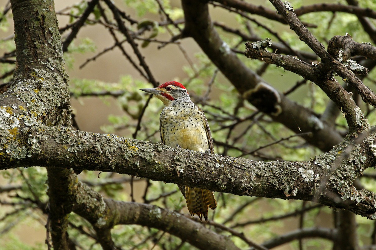 Nubian Woodpecker - ML608866122