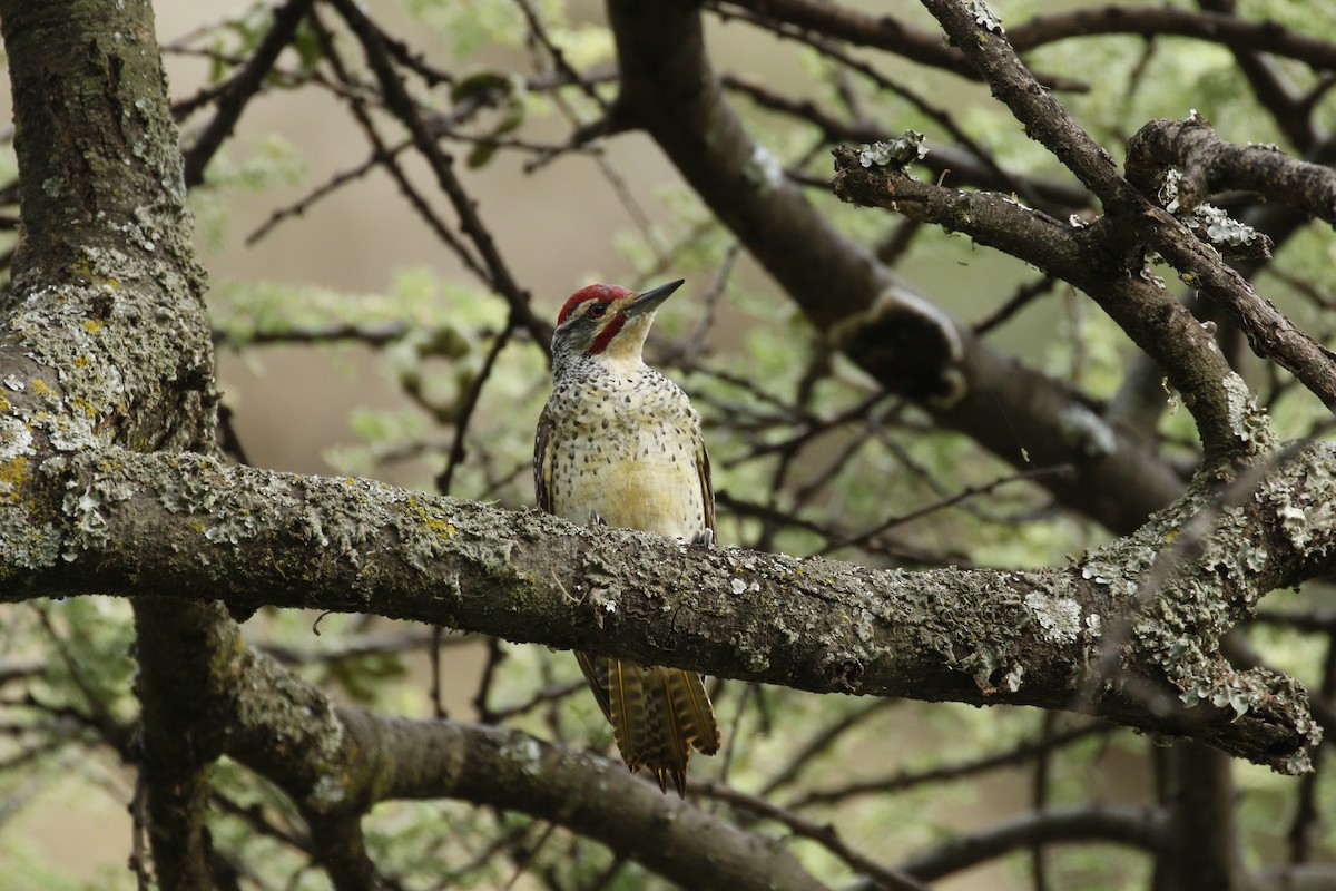 Nubian Woodpecker - ML608866125