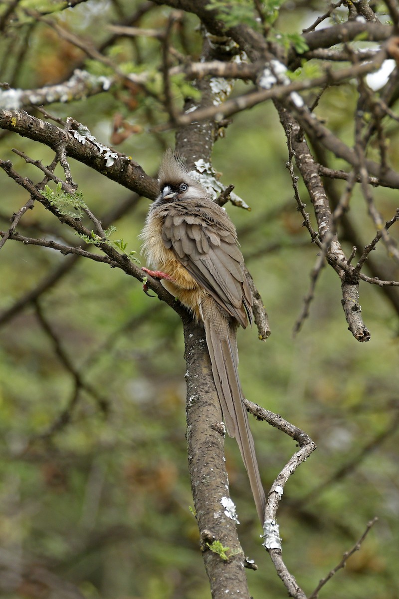 Speckled Mousebird - ML608866173