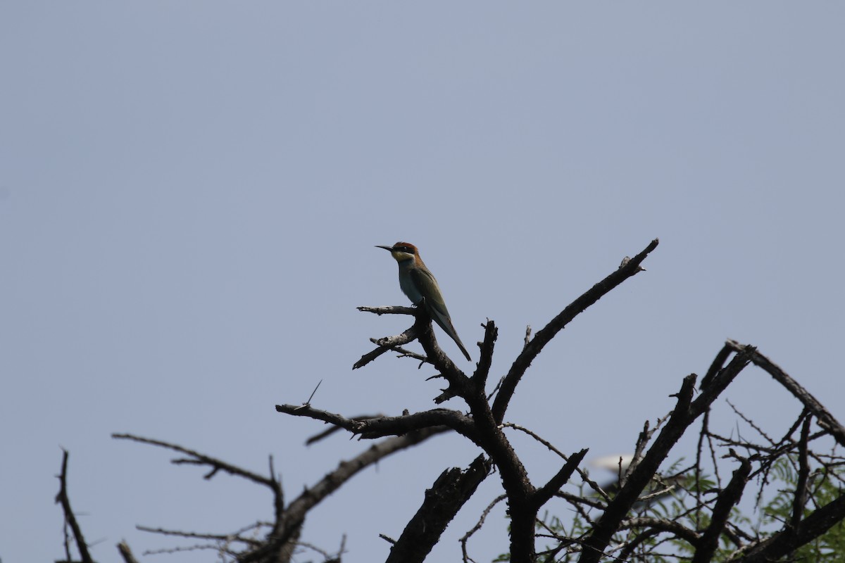 European Bee-eater - ML608866399