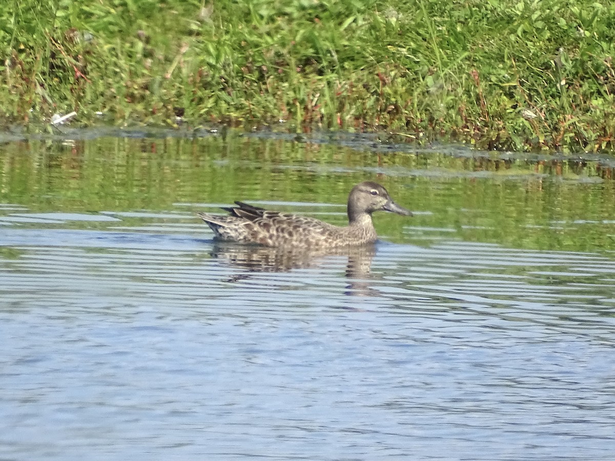 Blue-winged Teal - ML608866601