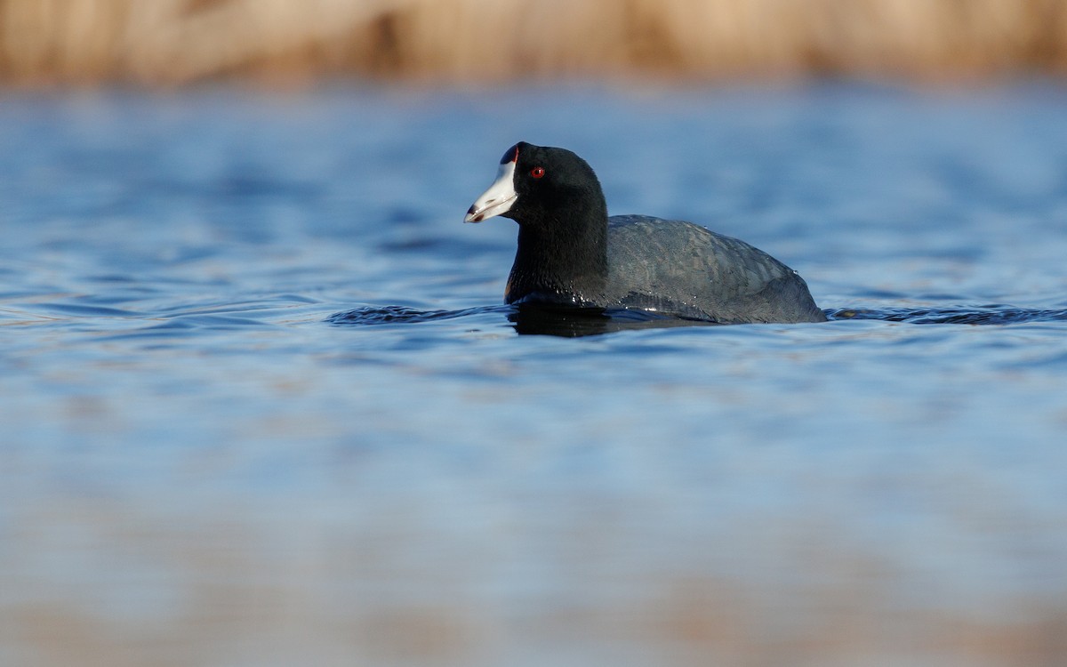 American Coot (Red-shielded) - ML608866767