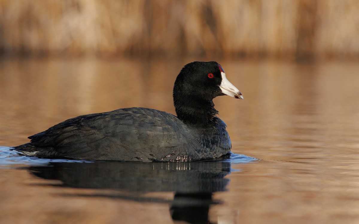 American Coot (Red-shielded) - ML608866768