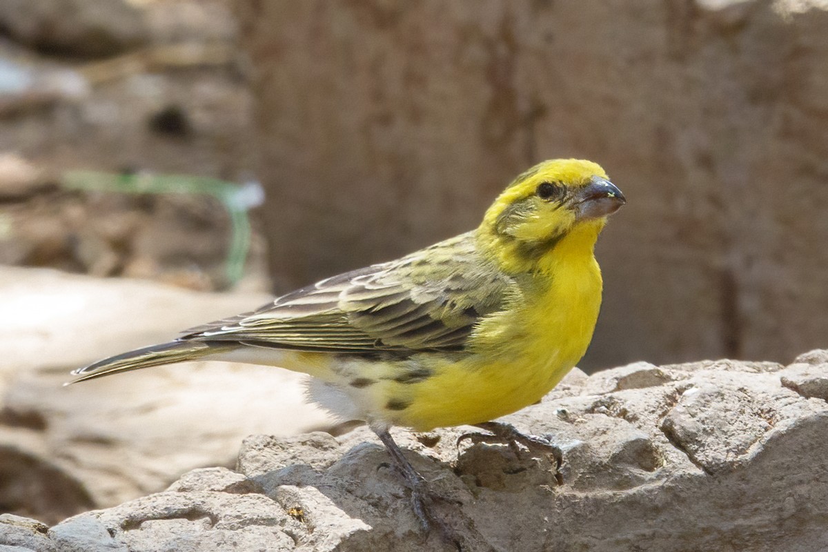 White-bellied Canary - Leslie Morgan