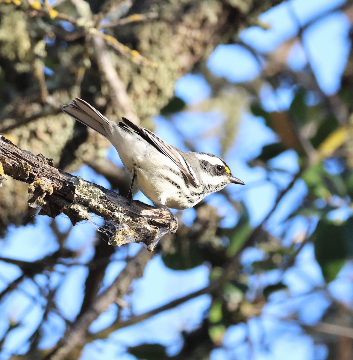 Black-throated Gray Warbler - radha krishna