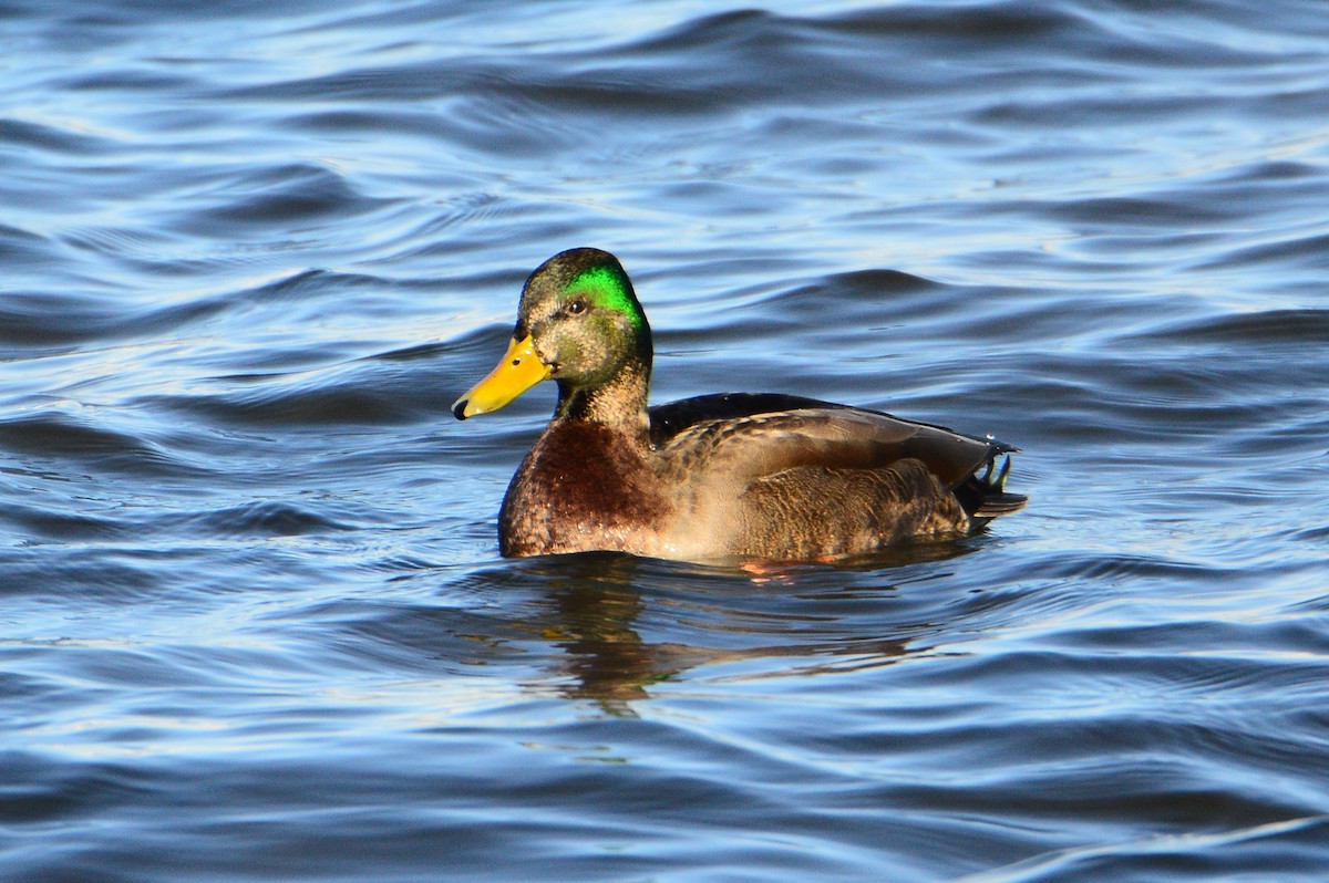 ebird-checklist-18-jan-2016-duluth-canal-park-12-species-3