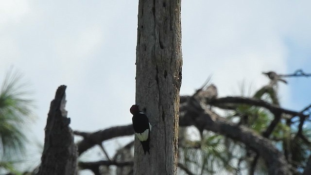 Red-headed Woodpecker - ML608867499