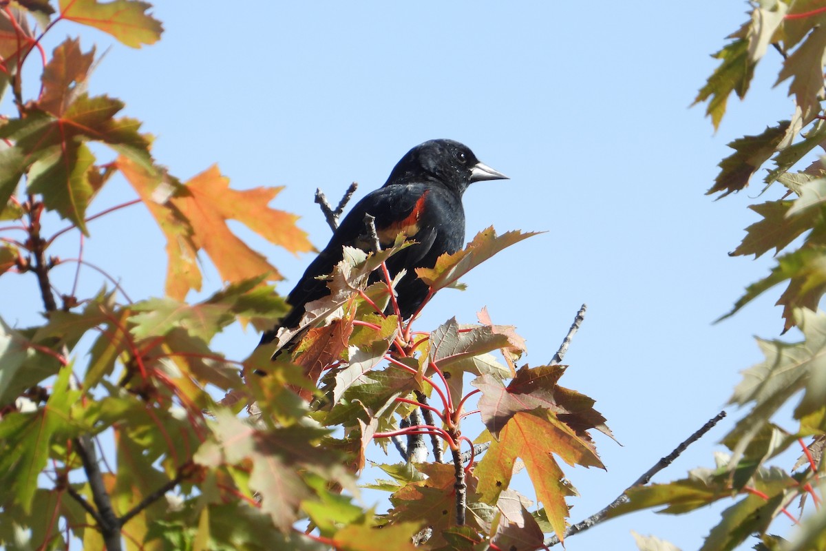 Red-winged Blackbird - ML608867525