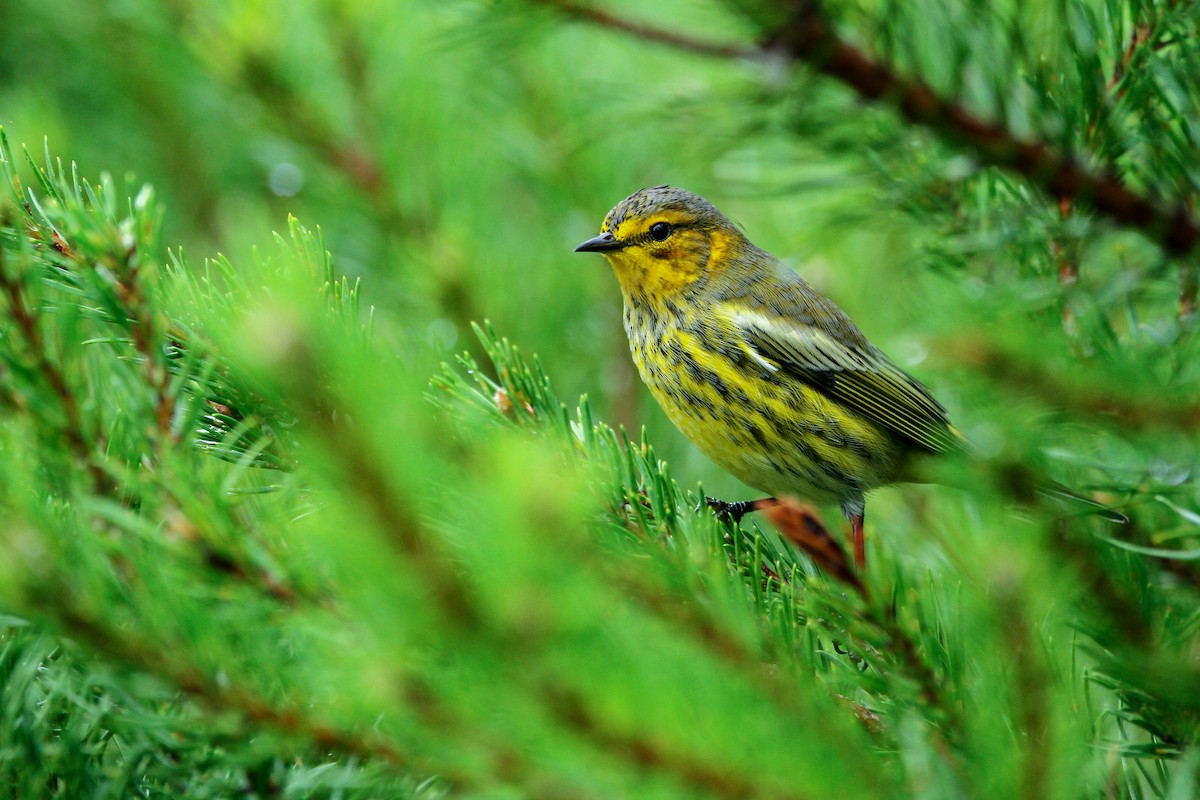 Cape May Warbler - ML608867565