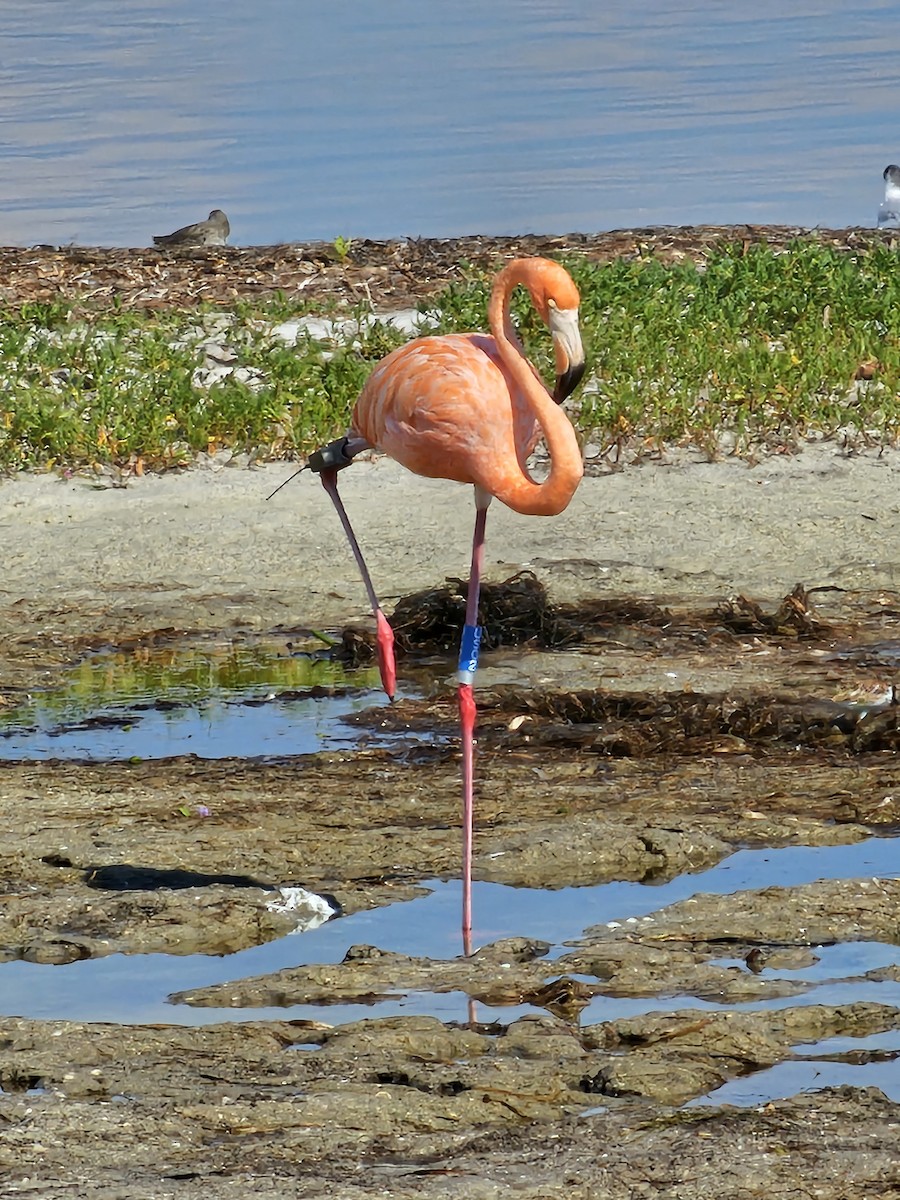 American Flamingo - ML608867717